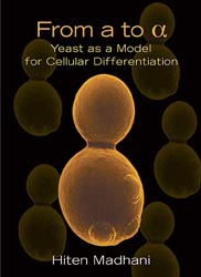 From A to α: Yeast as a Model for Cellular Differentiation
